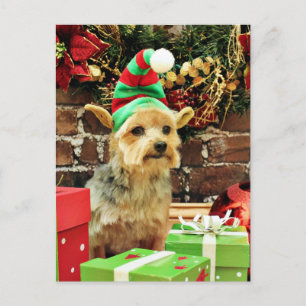 Weihnachten - Yorkshire Terrier - Vinnie