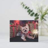 Weihnachten - Yorkshire Terrier - Vinnie (Stehend Vorderseite)