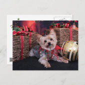 Weihnachten - Yorkshire Terrier - Vinnie (Vorne/Hinten)