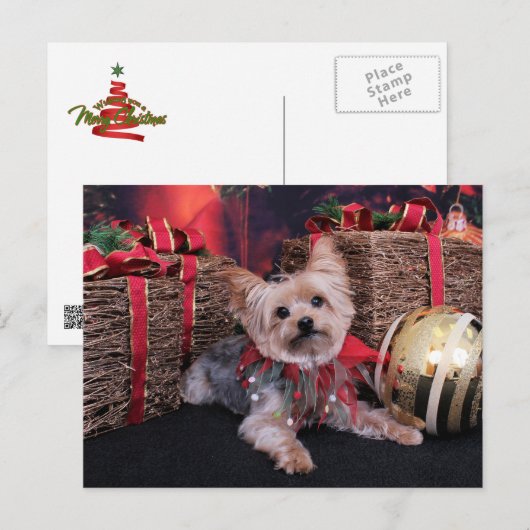 Weihnachten - Yorkshire Terrier - Vinnie (Vorne/Hinten)