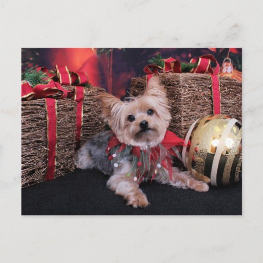 Weihnachten - Yorkshire Terrier - Vinnie (Vorderseite)
