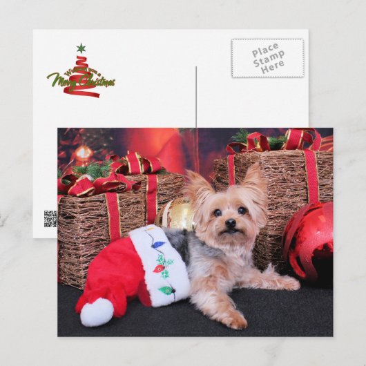 Weihnachten - Yorkshire Terrier - Vinnie (Vorne/Hinten)