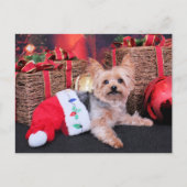 Weihnachten - Yorkshire Terrier - Vinnie (Vorderseite)