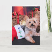 Weihnachten - Yorkshire Terrier - Vinnie (Vorderseite)