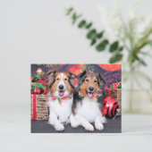Weihnachten - Zena u. Verpacker - Shelties (Stehend Vorderseite)