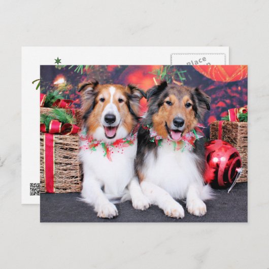 Weihnachten - Zena u. Verpacker - Shelties (Vorne/Hinten)