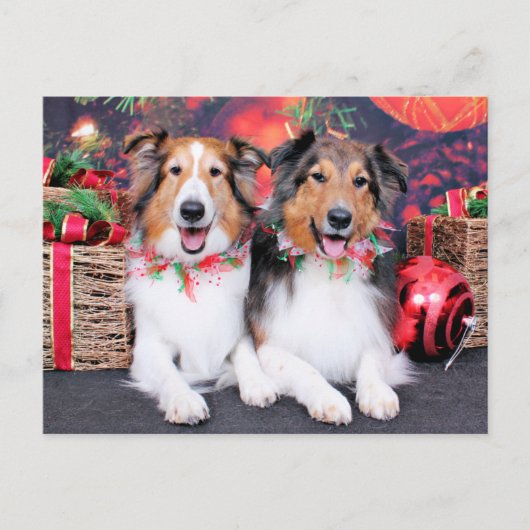 Weihnachten - Zena u. Verpacker - Shelties (Vorderseite)