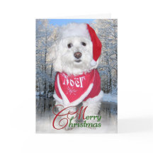 WeihnachtenBichon Frise Hund