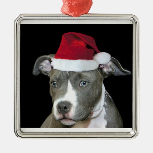 Weihnachtenblauer pitbull Welpe Silbernes Ornament (Vorne)
