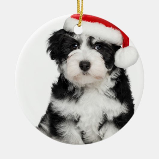 WeihnachtenHavanese Hündchen Silbernes Ornament (Vorne)