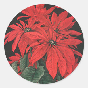 Weihnachtliche rote Poinsettien-Pflanzen Blumen im Runder Aufkleber