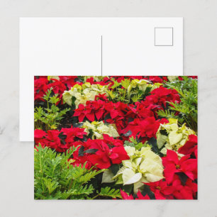 Weihnachts-Blume Poinsettia Sorten Feiertagspostkarte