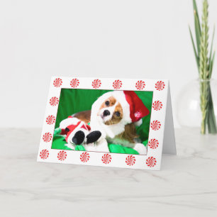 Weihnachts Cavalier King Charles Puppy Card Feiertagskarte