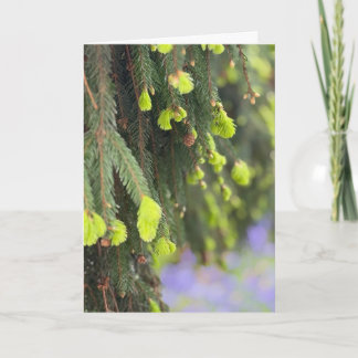 Weihnachts-Evergreen-Kiefer Winter Wonderland Karte