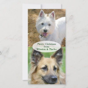 Weihnachts-Fotokarte von den Hunden Feiertagskarte