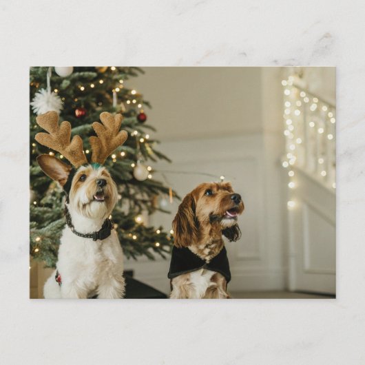 Weihnachts-Hunde Feiertag Cheer Postkarte (Vorderseite)