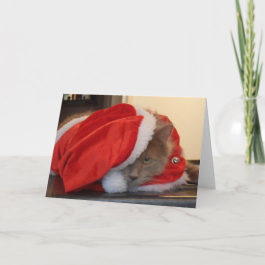 Weihnachts Maine Coon Feiertagskarte (Vorderseite)