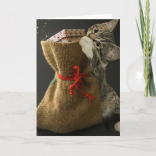 WEIHNACHTS-NIEDLICHE KATZEN-ÜBERRASCHUNG Grußkarte Karte