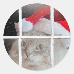 Weihnachts-Ragdoll-Katze im Fenster Runder Aufkleber