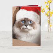 Weihnachts-Ragdoll-Katze in Faltschachtel Karte (Gelbe Blume)