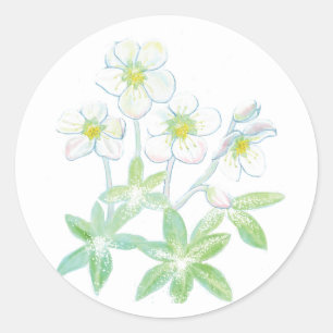 Weihnachts-Rose, Helleborus niger Illustration Runder Aufkleber