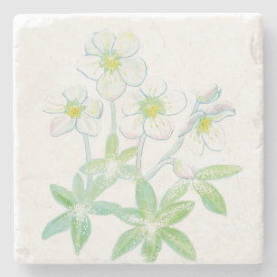 Weihnachts-Rose, Helleborus niger Illustration Steinuntersetzer