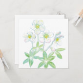 Weihnachts-Rose, Helleborus niger Karte (Vorderseite/Rückseite Beispiel)
