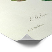 Weihnachts-Rose, Helleborus niger Poster (Ecke)