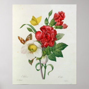 Weihnachts-Rose, Helleborus niger Poster