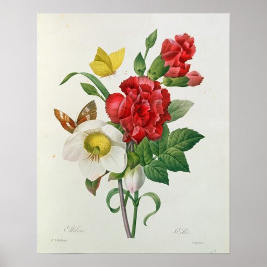 Weihnachts-Rose, Helleborus niger Poster (Vorne)