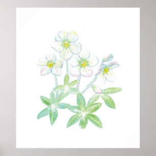 Weihnachts-Rose, Helleborus niger Poster