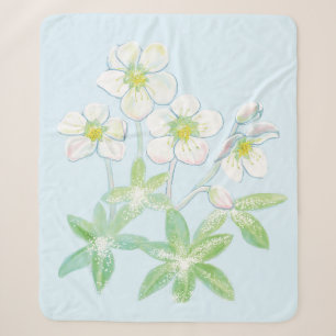 Weihnachts-Rose, Helleborus niger Sherpadecke