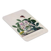 Weihnachts-Rose (Helleborus niger) und Winter Acon Magnet (Rechte Seite)