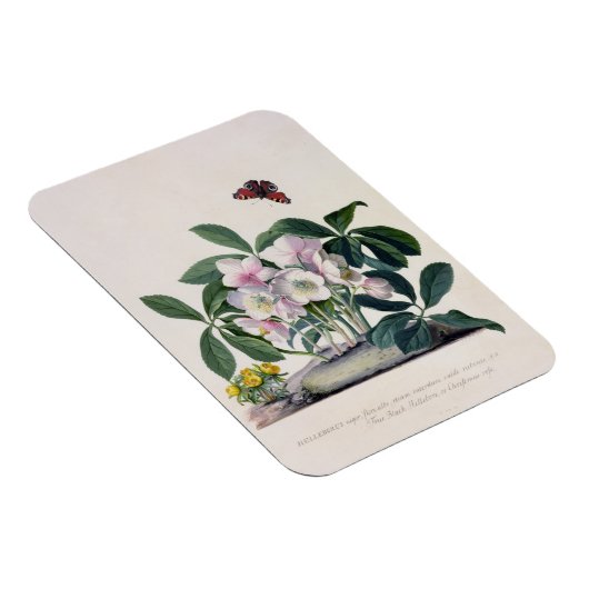 Weihnachts-Rose (Helleborus niger) und Winter Acon Magnet (Rechte Seite)