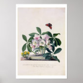 Weihnachts-Rose (Helleborus niger) und Winter Acon Poster (Vorne)