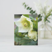 Weihnachts-Rose [Postkarte] Postkarte (Stehend Vorderseite)