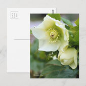 Weihnachts-Rose [Postkarte] Postkarte (Vorne/Hinten)