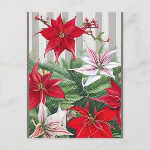 Weihnachts-Rote Amaryllis und Poinsettias Postkarte