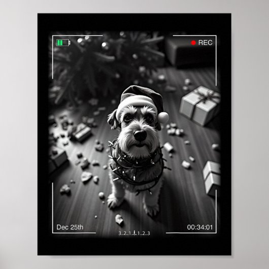 Weihnachts-Schnauzer auf Kamera erwischt Poster (Vorne)