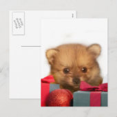 Weihnachts-Spitz Feiertagspostkarte (Vorne/Hinten)