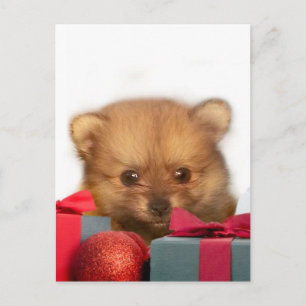Weihnachts-Spitz Feiertagspostkarte