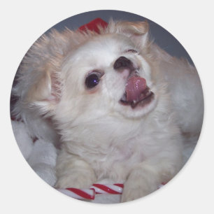 Weihnachts-Welpenhalter Runder Aufkleber