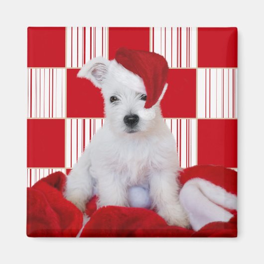 Weihnachts-Westie-Pup-Plätze - Square Magnet (Vorne)