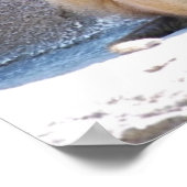 Weihnachtsaffen und Baboons Poster (Ecke)