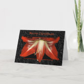 Weihnachtsamaryllis-Karte Feiertagskarte (Vorderseite)
