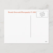 Weihnachtsbaum Weihnachtskarte Feiertagspostkarte (Rückseite)