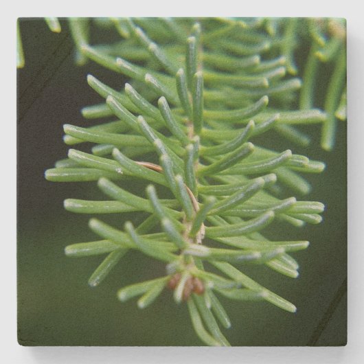 Weihnachtsbaumzweig Steinuntersetzer (Vorderseite)