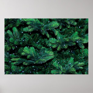 Weihnachtsbaumzweige, die Kiefer säumen Poster