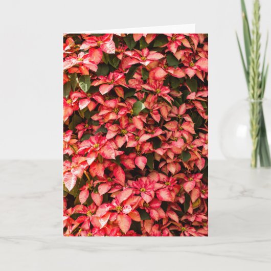 WeihnachtsBlume "Poinsettia " Feiertagskarte (Vorderseite)