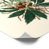 Weihnachtsfeier (Helleborus niger) Poster (Ecke)